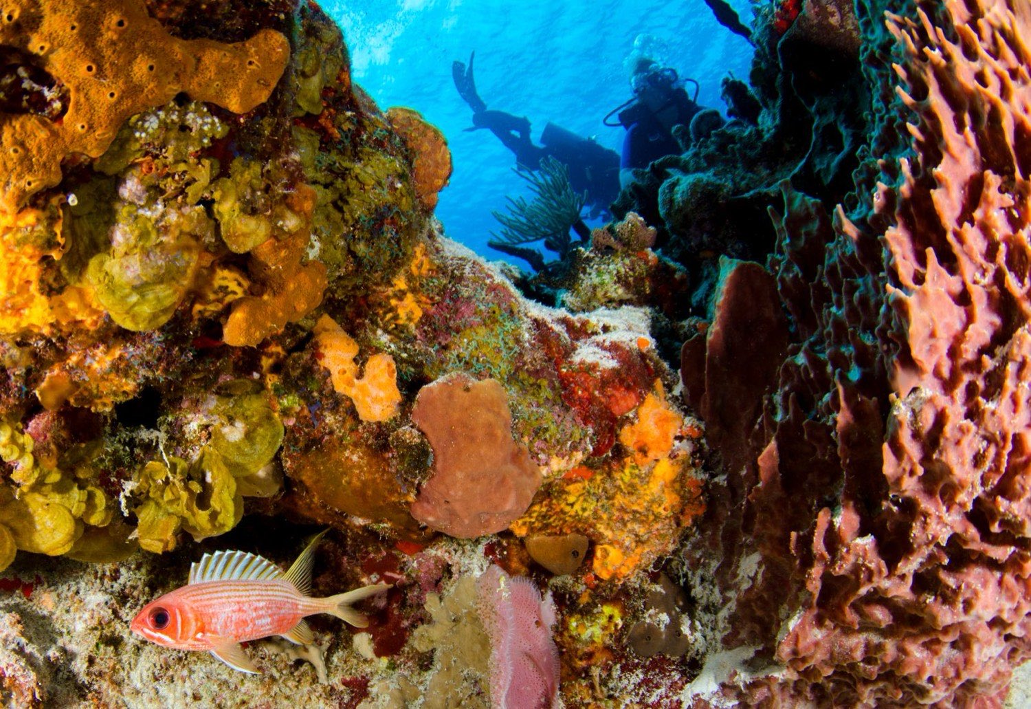 Coral wall · diver in sun-shafted blue