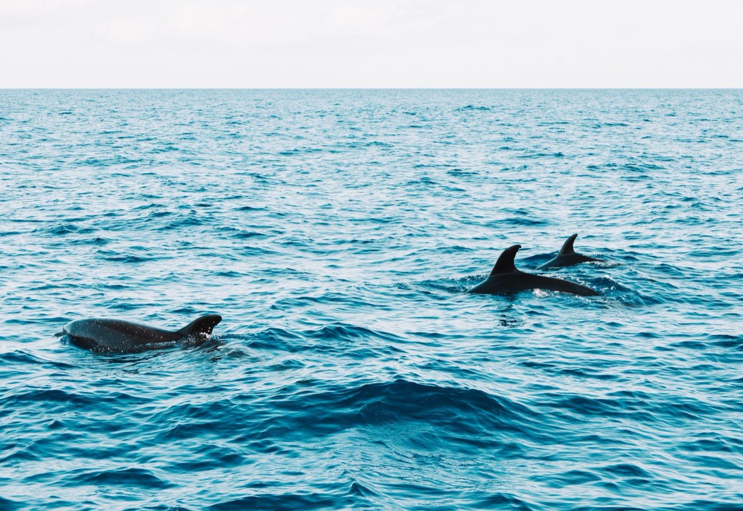 Dolphin World · dolphins mid-leap
