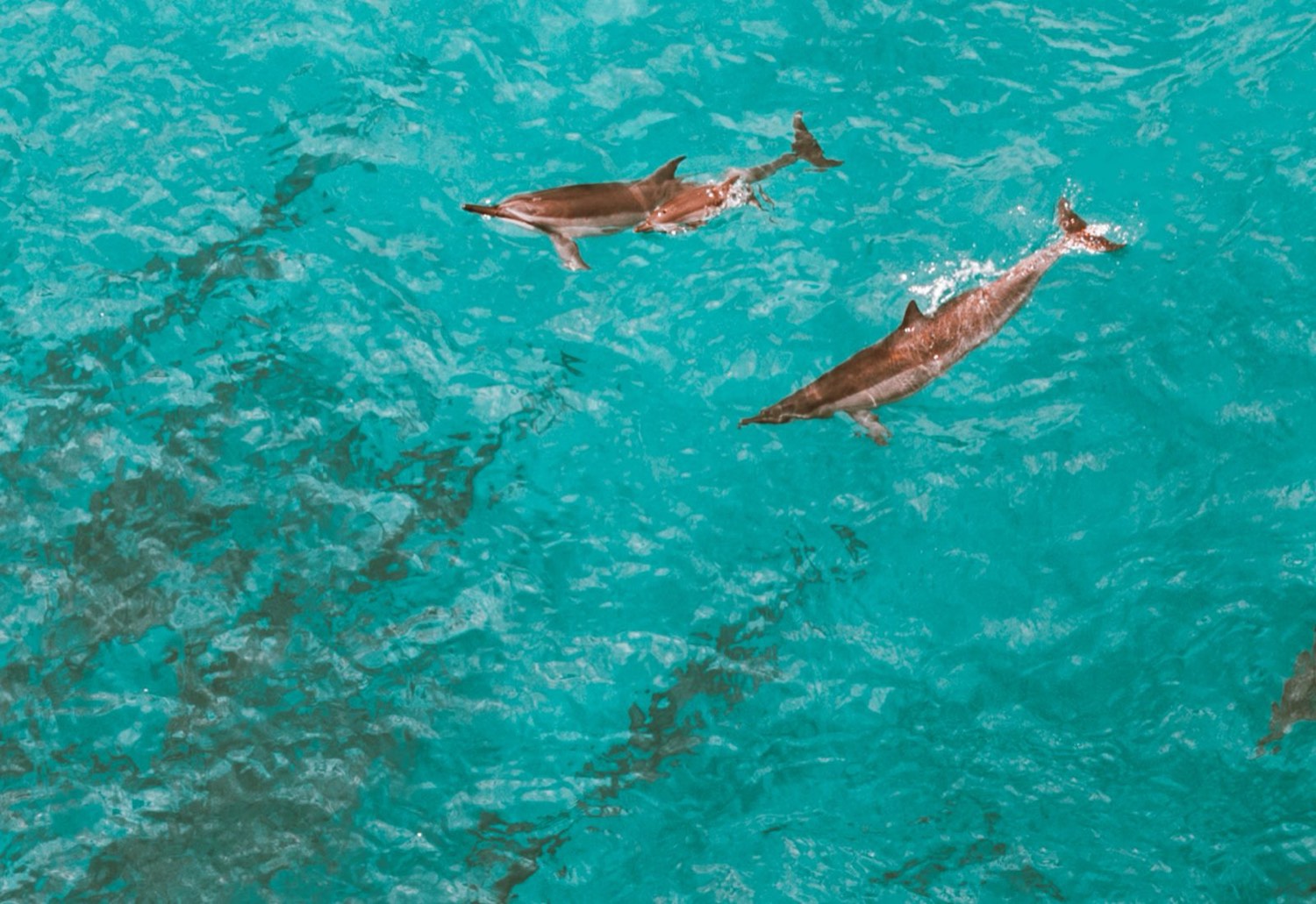 Spinner dolphins · open water at Sha'ab El Erg
