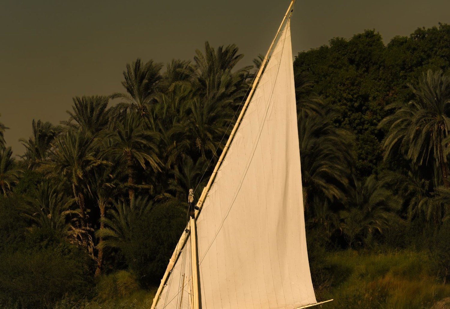 Nile cruiser · feluccas and palms at dusk